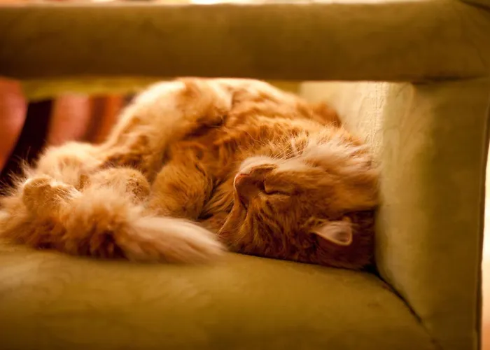 호텔 Marlfield House Relais Et Chateaux